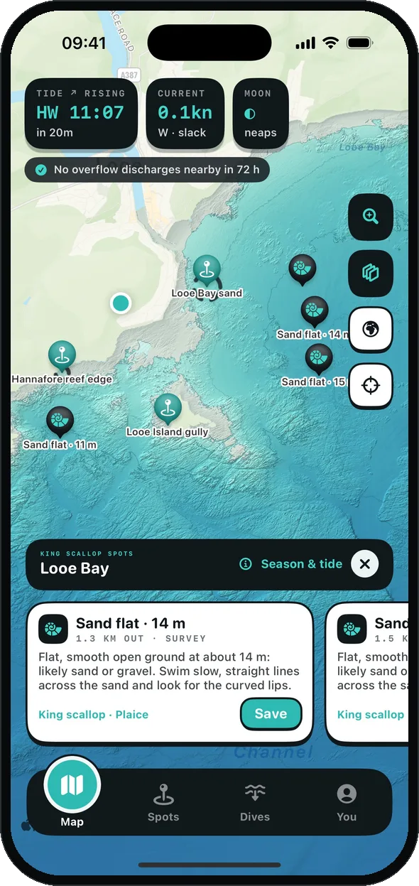 King scallop spots suggested in Looe Bay: sand flats at 11 to 14 m